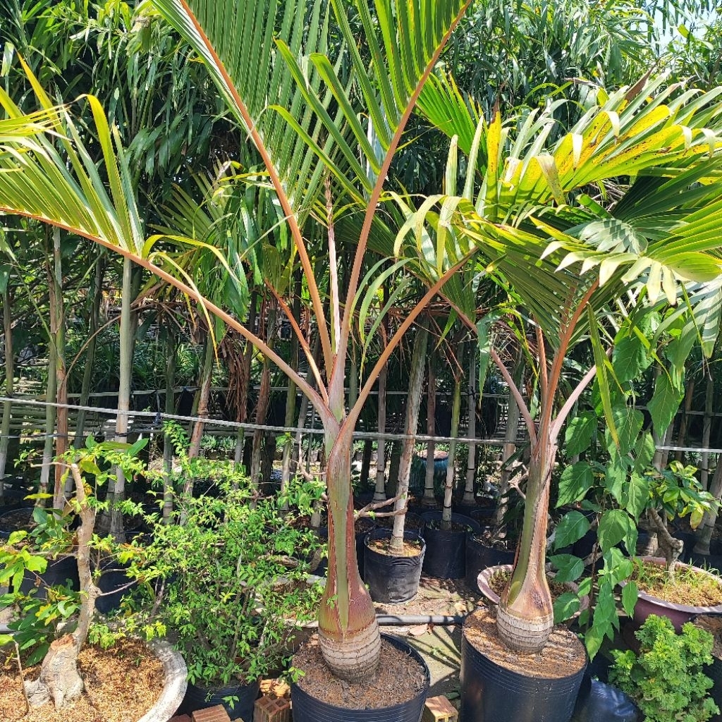 Cây 🌲 Cau SamBanh cau Hồ Lô cao 2m