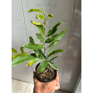 Hoa Thanh mai_cây ghép chuẩn