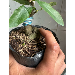 Hoa Thanh mai_cây ghép chuẩn
