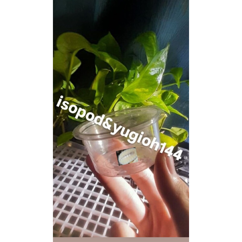 hủ 50_70 hạt giống isopod dwarf white trồng cây kiểng