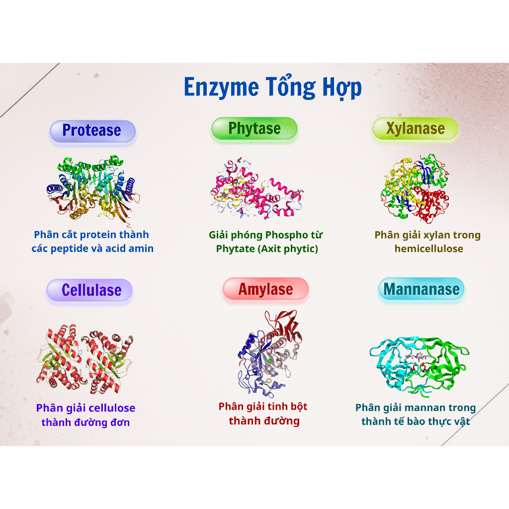 Complex Enzyme ( Enzyme tổng hợp cho vật nuôi) Túi 1kg