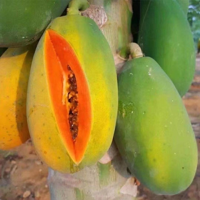 hạt giống  papaya -Papaya Seeds for Planting-20viên