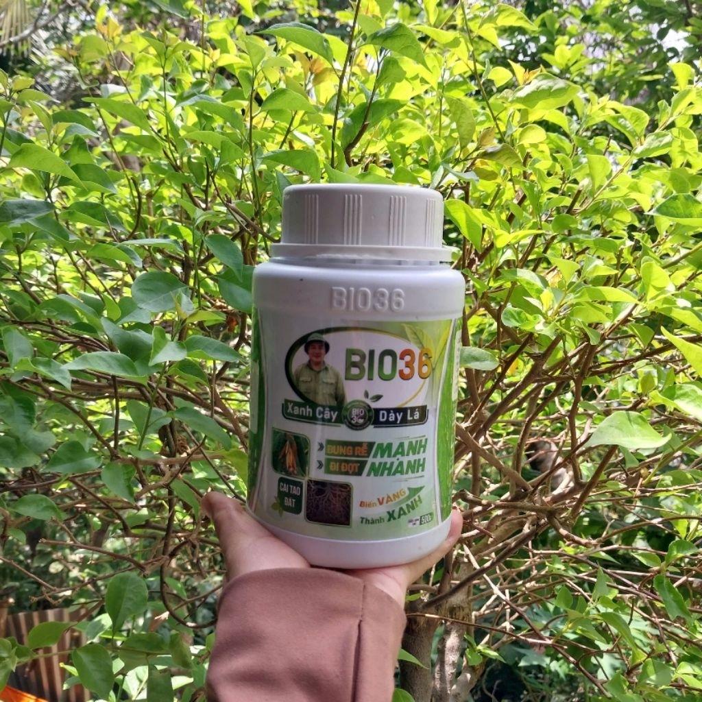 Phân bón bio 36 (hũ 500g) siêu kích rễ kích đọt, xanh cây dày lá, bio 36 hàng chính hãng, bio 36 siê