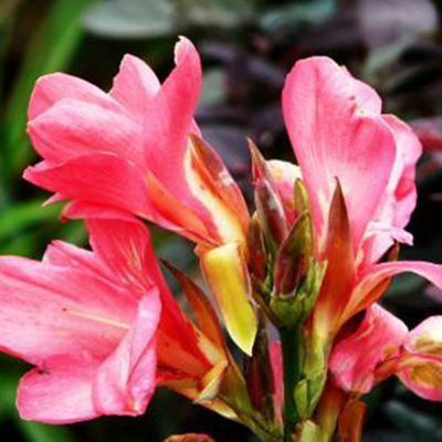 Mixed Canna Lily Flower Plant Seeds-Canna seeds -5Seeds