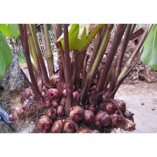 100g củ dong riềng đỏ sấy khô hữu cơ