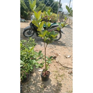 Chậu cây cherry brazin cao trên 1m