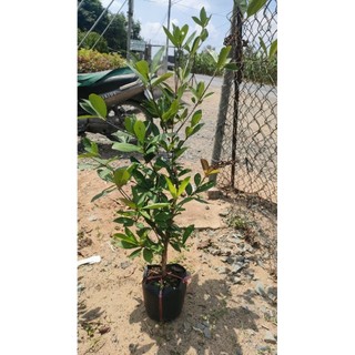 Chậu cây cherry brazin cao trên 1m