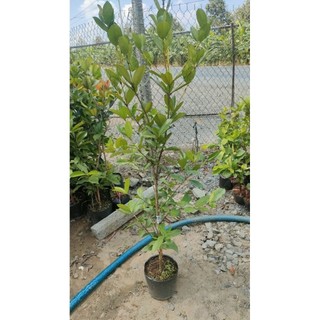 Chậu cây cherry brazin cao trên 1m
