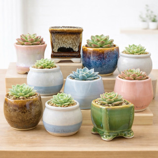Chậu trồng sen đá, cây cảnh mini bát tràng bonsai. MNBT 2