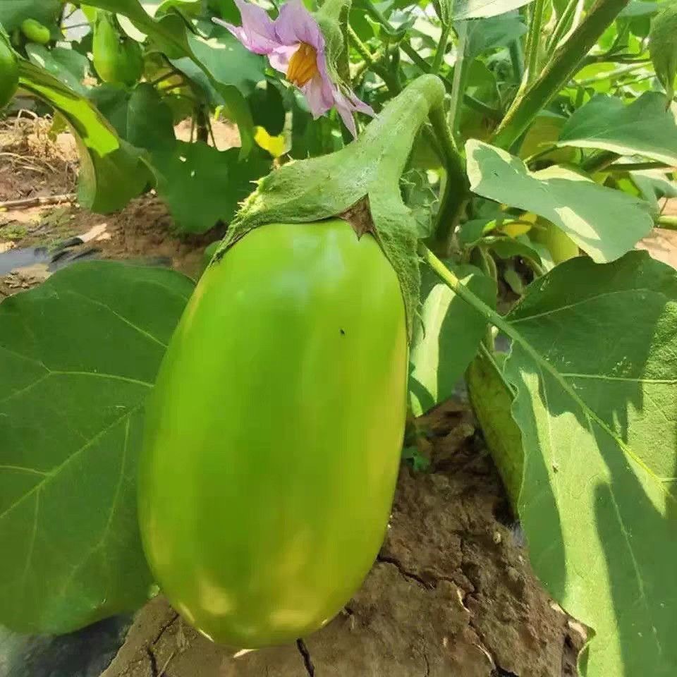 For Planting Dwarf Eggplant Seeds-Thai Eggplant Seeds -200