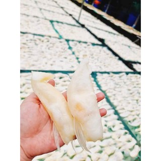 Ức Cá Dứa Nuôi Ngắn, Ức Mỡ Dứa