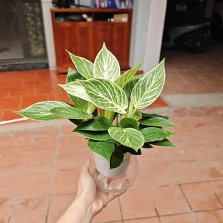 TRẦU BÀ ĐẾ VƯƠNG KIM CƯƠNG THỦY SINH