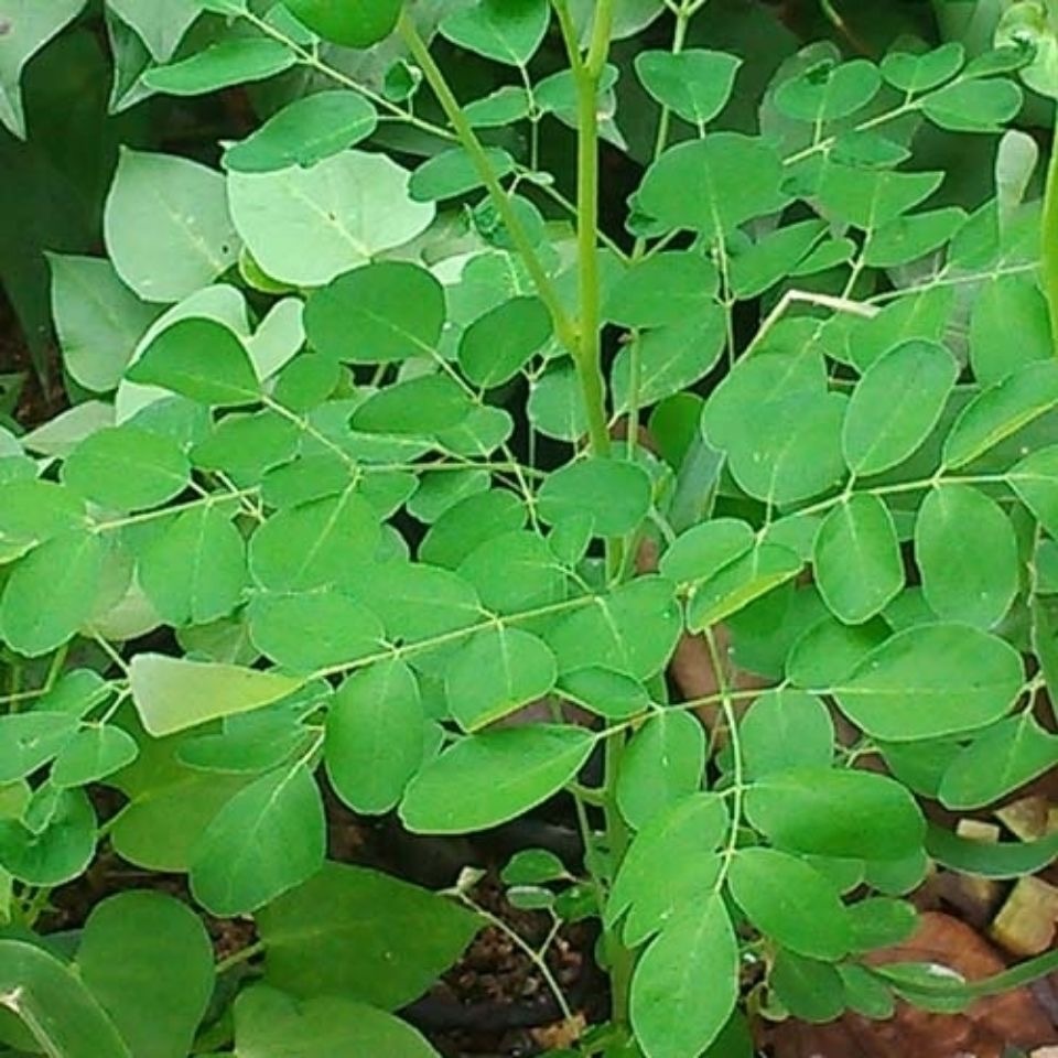 giống cây chùm ngây  bonsai moringa tree-5Hạt