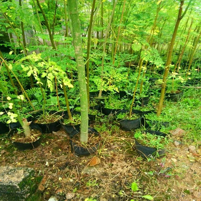 Hạt Giống Chùm Ngây- bonsai moringa tree-5Hạt