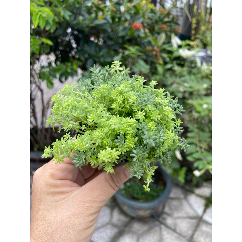 Sedum xanh