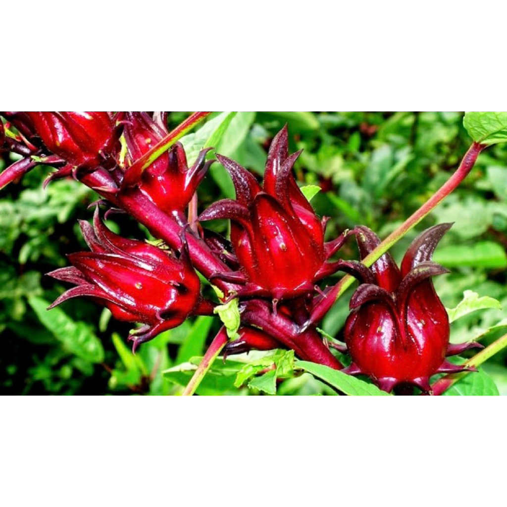 Chậu cây atisô đỏ ( cây giấm đỏ)