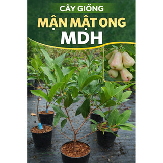 CÂY GIỐNG MẬN MẬT ONG MDH.
