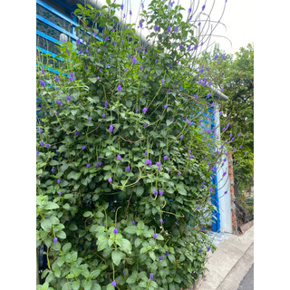 HẠT GIỐNG CỎ ĐUÔI CHUỘT (Mạch lạc) - 10 hạt/ gói