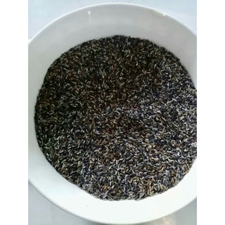 HẠT GIỐNG CỎ ĐUÔI CHUỘT (Mạch lạc) - 10 hạt/ gói