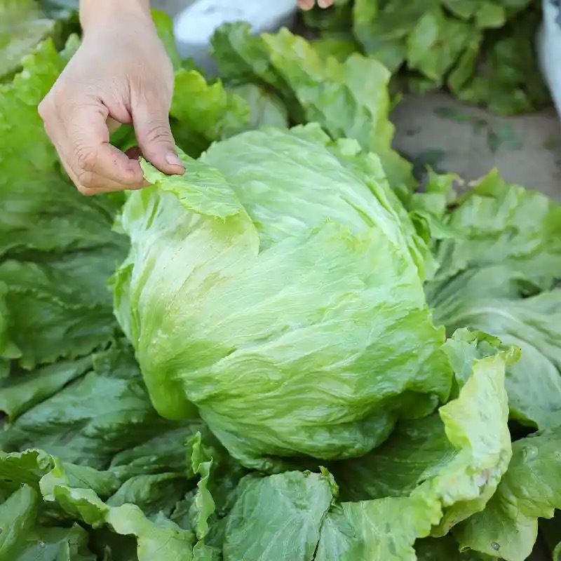 Hạt giống rau xà lách cuộn -Iceberg Lettuce-700viên