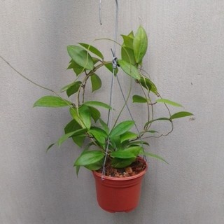 Cẩm cù Hoya Camphorifolia hoa thơm