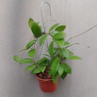 Cẩm cù Hoya Camphorifolia hoa thơm