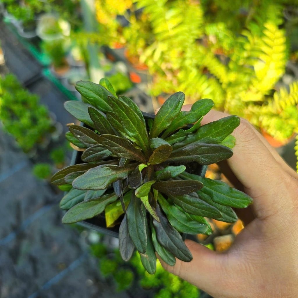 Ajuga reptans ( hàng đẹp nhỏ xinh)