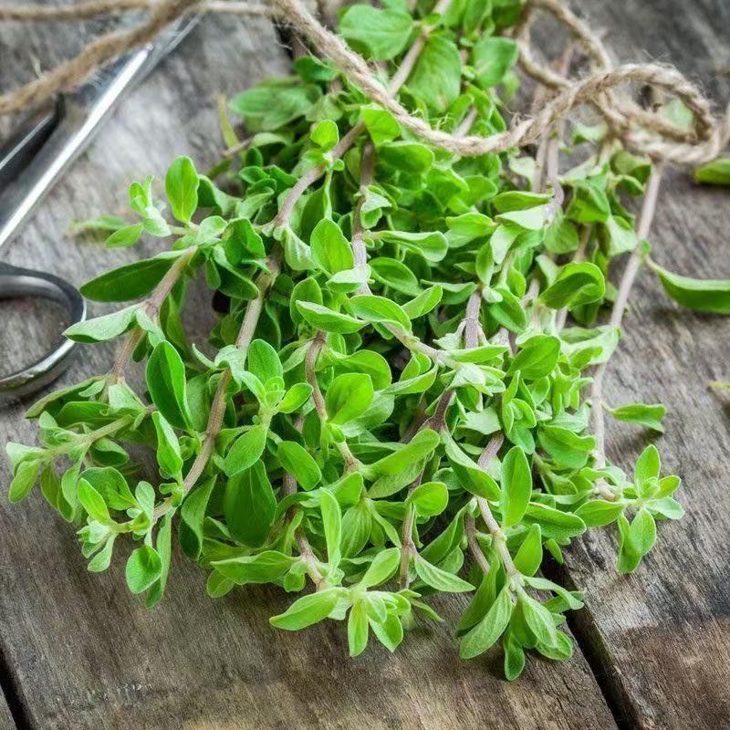 Hạt Hạt Giống Oregano Kinh Giới Tây-Oregano Seeds-250Seeds