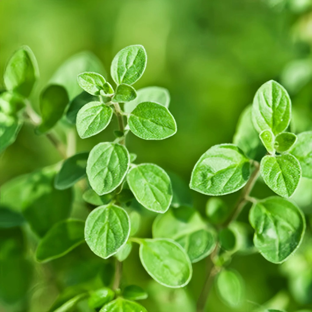 Hạt Hạt Giống Oregano Kinh Giới Tây Oregano Seeds-100Hạt