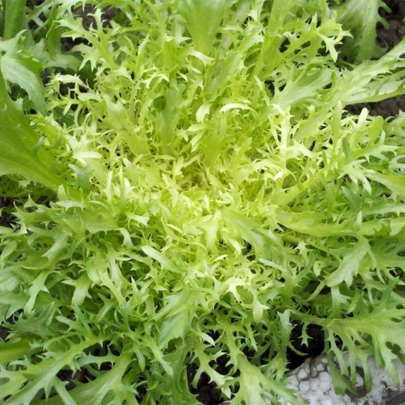 hạt giống cải ngọt nhật  Mizuna Lettuce seeds-800viên