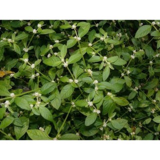 100g cây rau dệu sấy khô hữu cơ - TẶNG 50G CỎ NGỌT