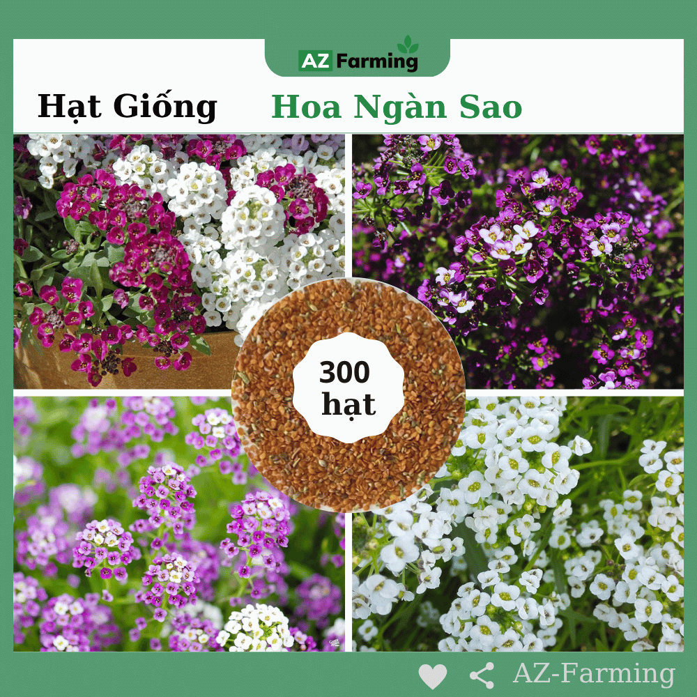 Hạt Giống Hoa Ngàn Sao - Gói 300 Hạt - AZ Farming
