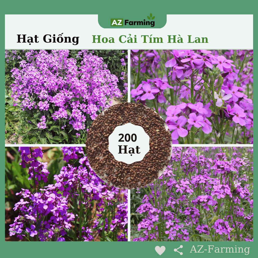 Hạt Giống Hoa Cải Tím Hà Lan - Gói 200 Hạt - AZ Farming