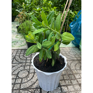 Cây Thạch Anh (nhiều cành trưởng thành dễ nhân giống)