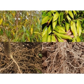 CHẾ PHẨM SINH HỌC CÁC LOẠI TRICHODERMA BACILLUS.SP  GÓI 1KG - MIX