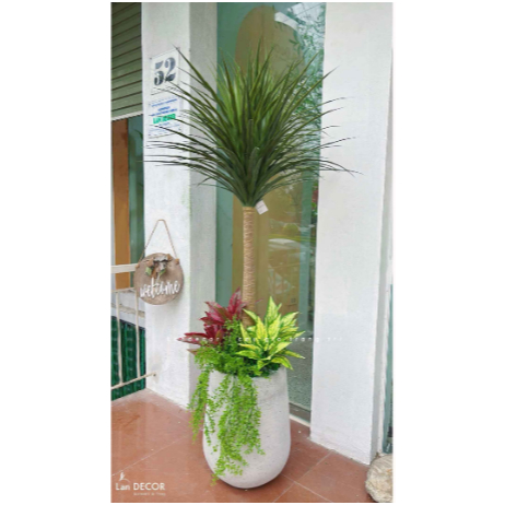 💥 Cây giả - Cây Phát Tài Núi 1 Thân trang trí nội thất phòng khách, văn phòng đẹp tự nhiên, giống hệt cây thật