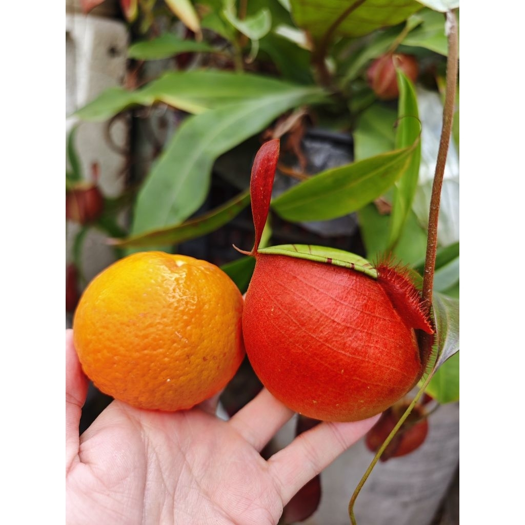 Chậu nhựa dùng trồng cây  nắp ấm Viking x ampu x ampu red strip