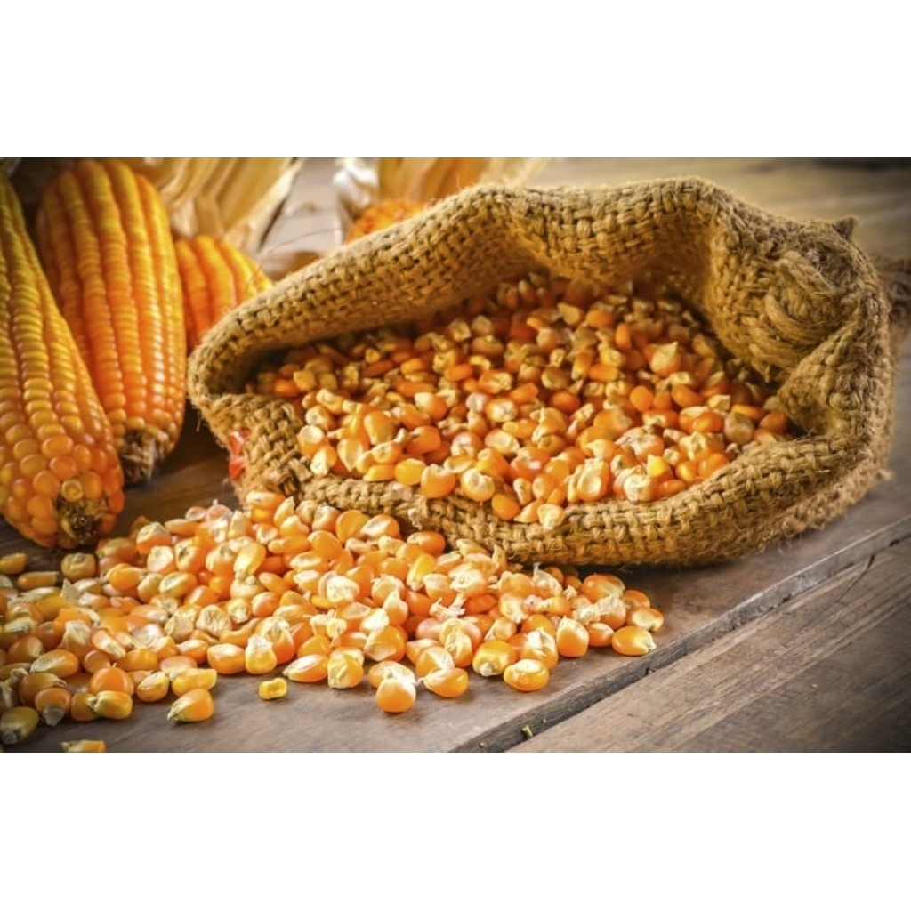 5kg Hạt ngô nguyên chất cho ngan, gà, heo