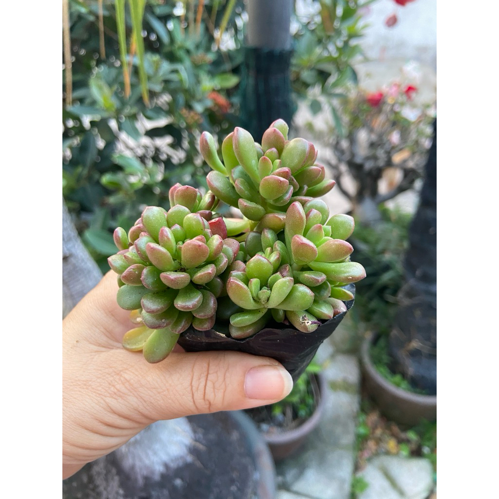 Sen sedum cam