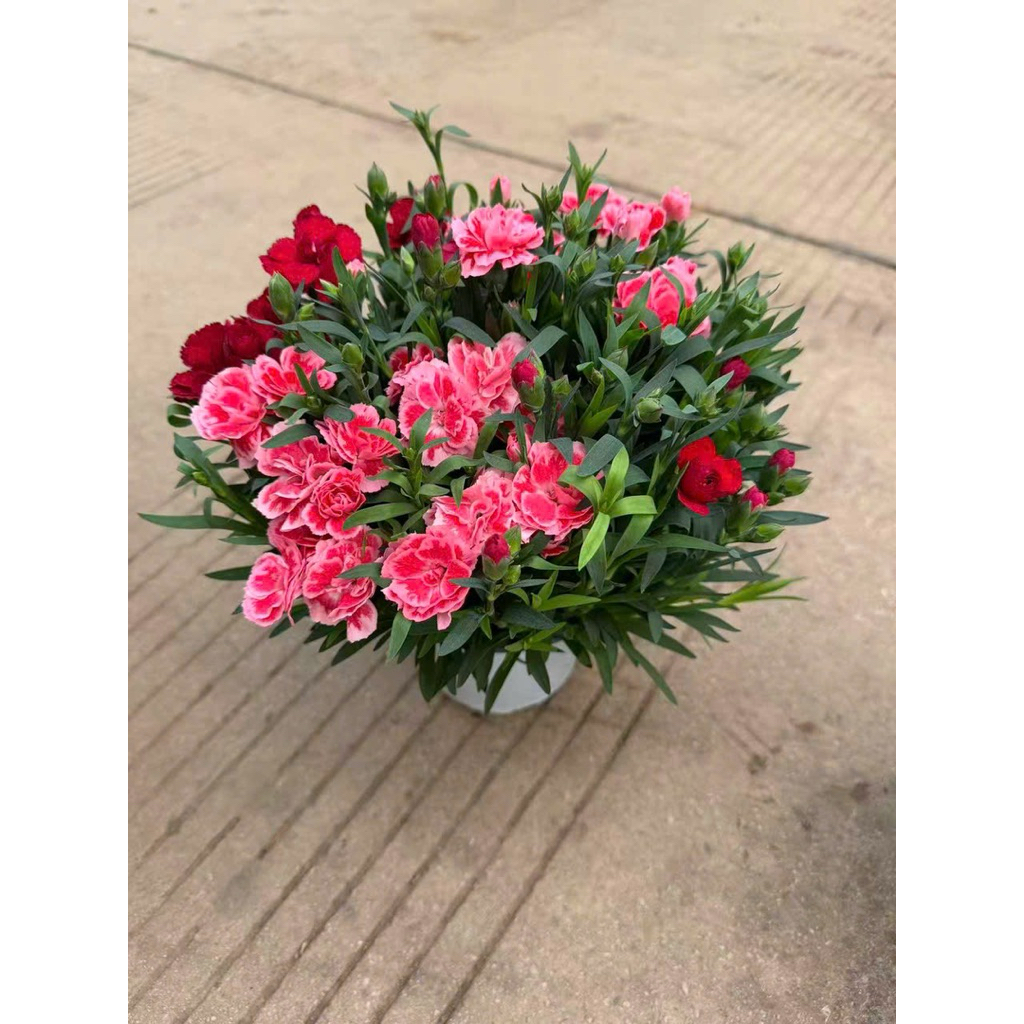 Chậu Hoa Phăng , Hoa Cẩm Chướng Chậu Đang Hoa