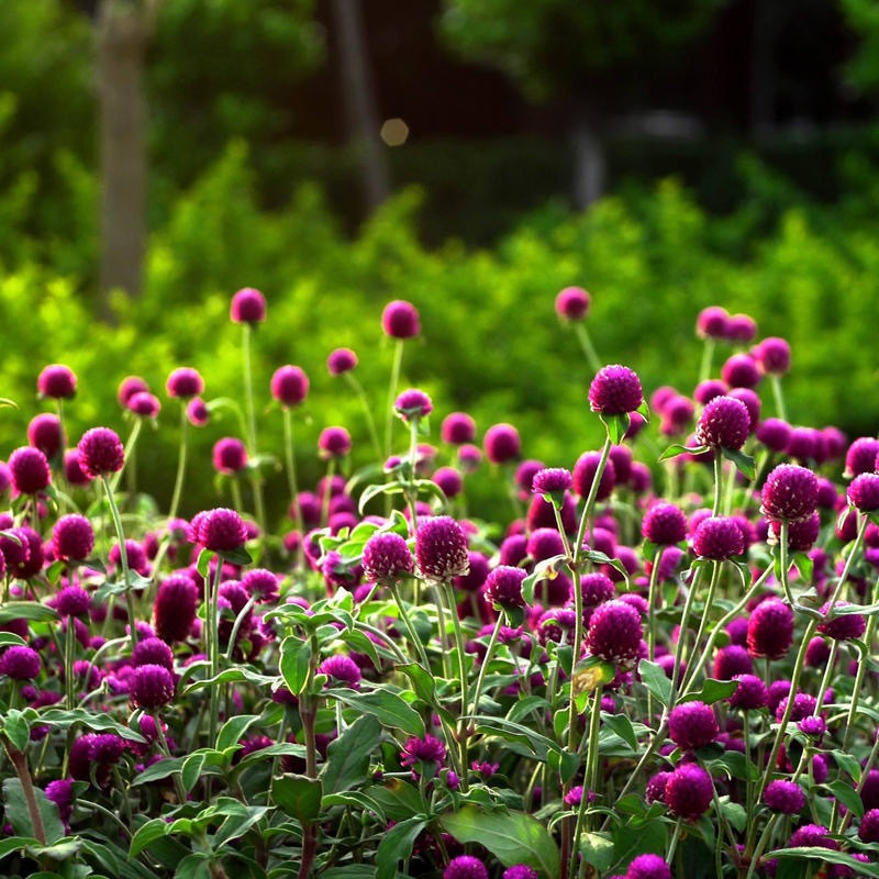 Globe Amaranth Mixed Colors Flower Seeds Globe Amaranth Seeds-20Seeds