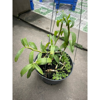giò hoa lan phi điệp tím gái nhẩy