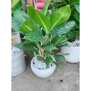 Chậu Cây Bạch Mã Hoàng Tử 70cm