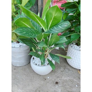 Chậu Cây Bạch Mã Hoàng Tử 70cm