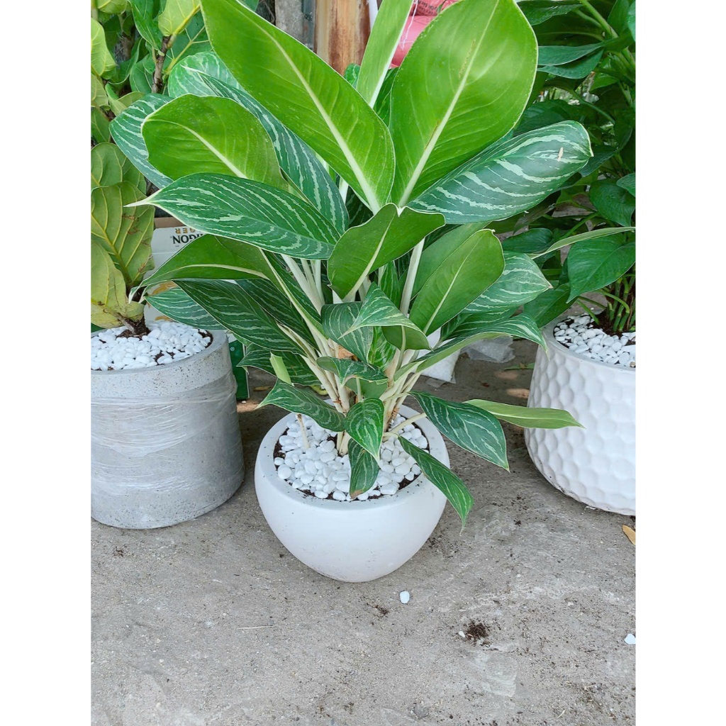 Chậu Cây Bạch Mã Hoàng Tử 70cm