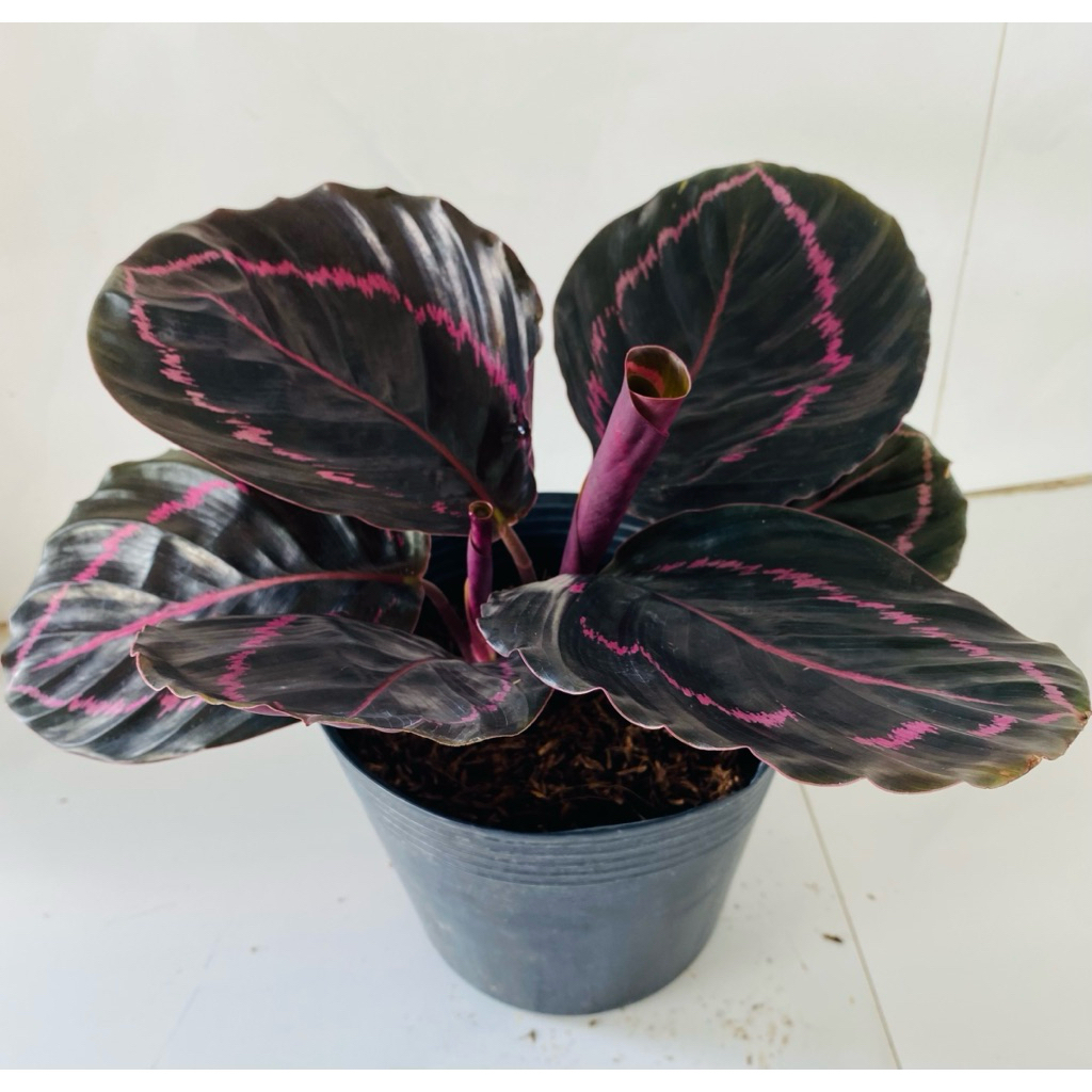 Cây Đuôi Công Tím Dottie (Calathea Roseopicta ‘Dottie’) – Lá Đen Gân Hồng Độc Lạ | Kiểng Lá Cao Cấp 