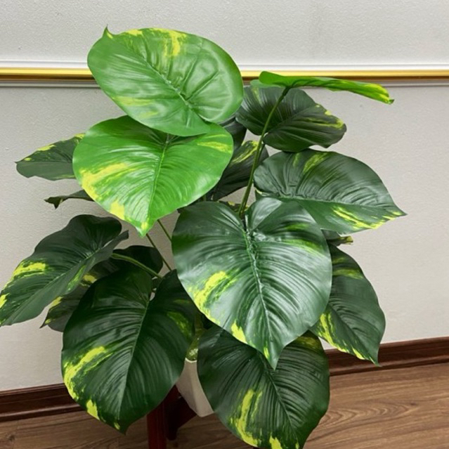 CÂY TRẦU BÀ ĐỐM 18 LÁ TO - 60cm