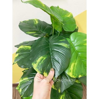 CÂY TRẦU BÀ ĐỐM 18 LÁ TO - 60cm