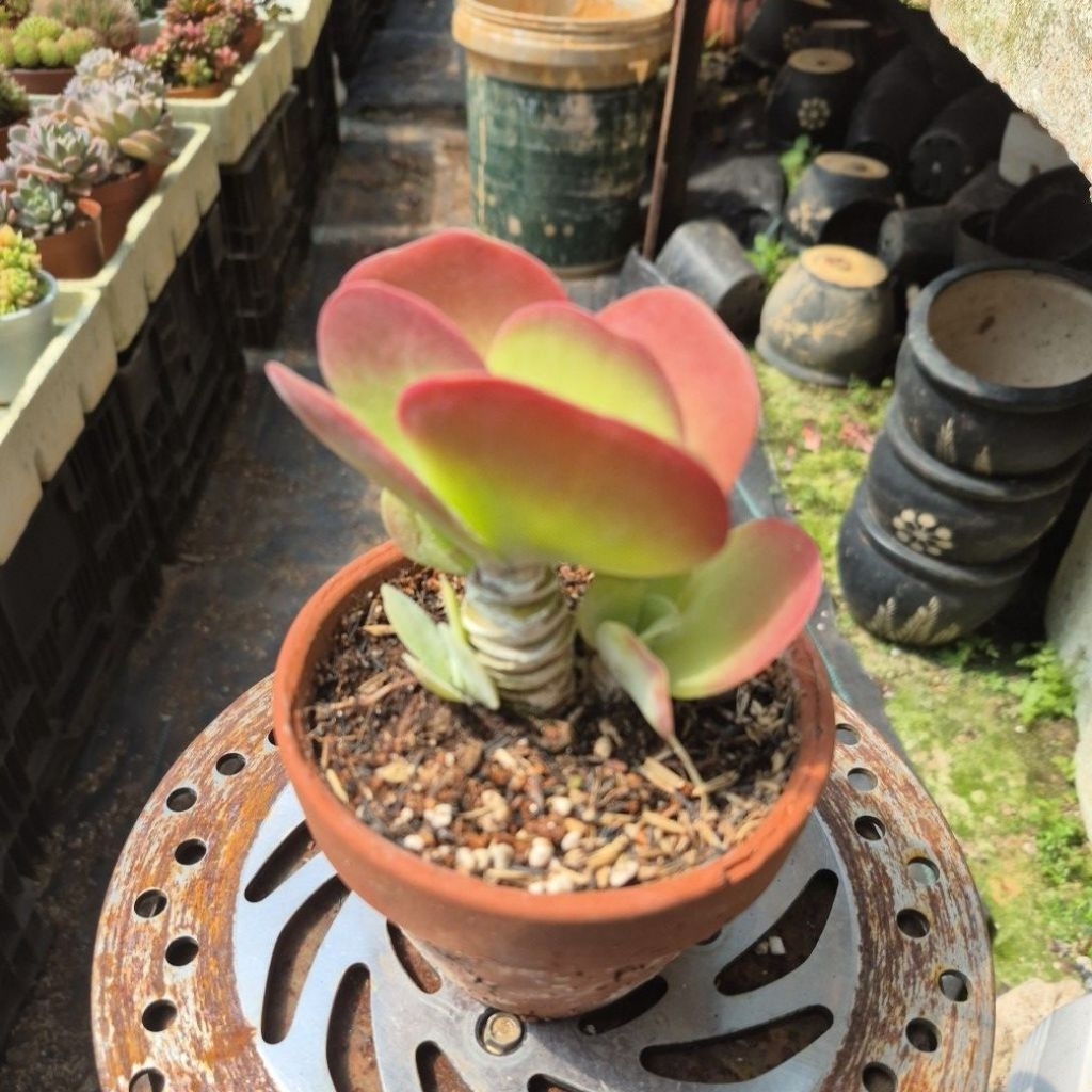 sen đá cổ thụ 🦋 đỏ Đà Lạt