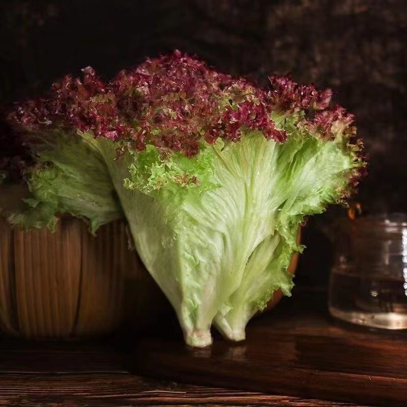 Hạt Giống Xà Lách -Red Lettuce Seeds-800viên